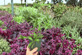 Hoya Rosita 2 Live Plants in 4-Inch Pots | Hoya ‘Rosita’