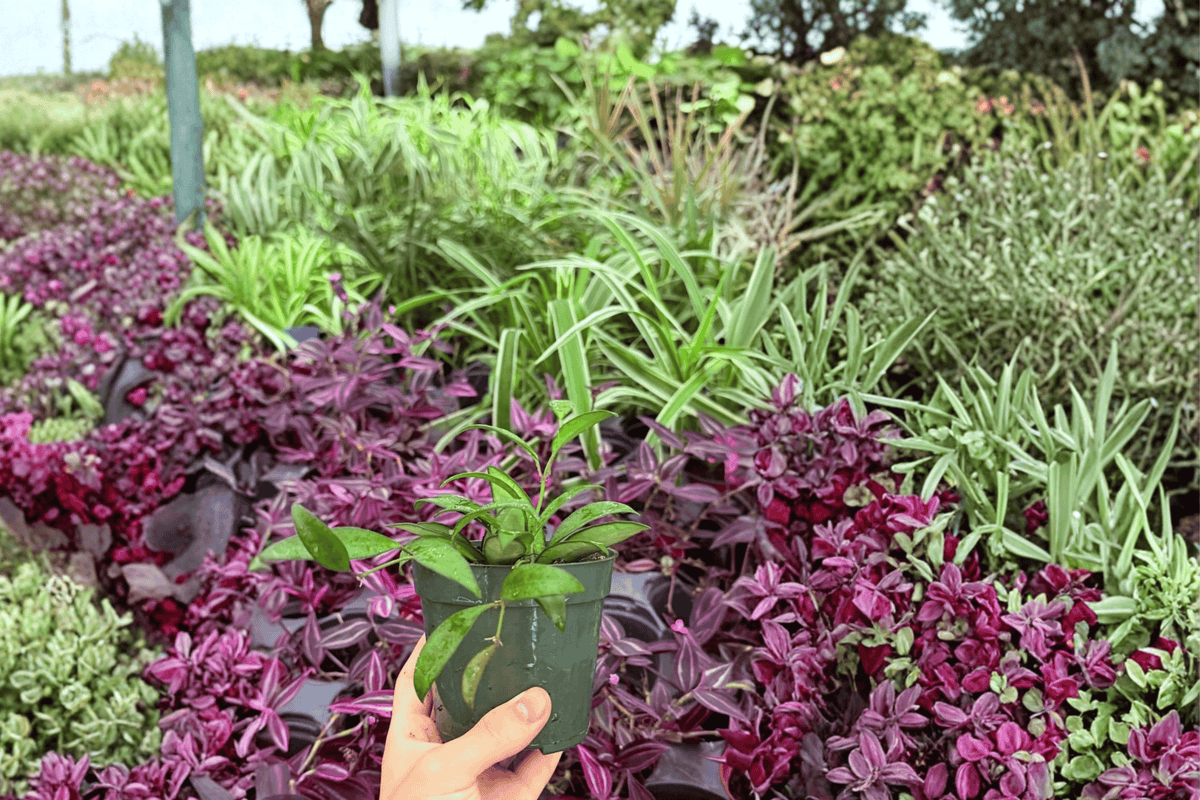 Hoya Rosita 2 Live Plants in 4-Inch Pots | Hoya ‘Rosita’