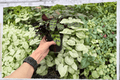 Calathea Rattlesnake Goeppertia insignis - 2 Live 4-Inch Pots