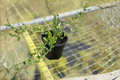 Hoya Engleriana Live Plant - 4 Inch Rooted Hoya Trailing Plant