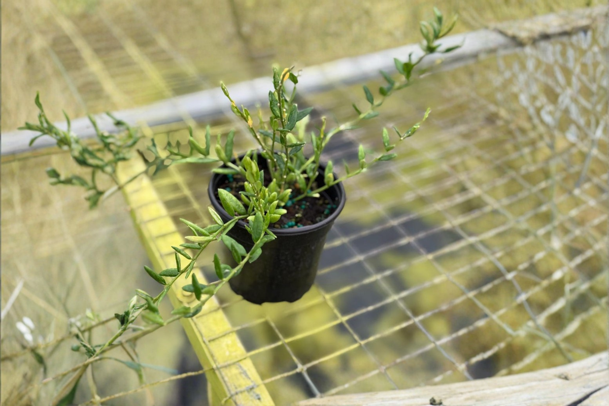 Hoya Engleriana Live Plant - 4 Inch Rooted Hoya Trailing Plant