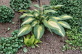 Love Story Hosta - 3-Inch Pot Starter Plant, Variegated Shade Perennial
