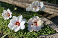 Rose of Sharon Hibiscus syriacus - Double White, 1 Gal Live Plant