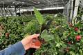 Variegated Hoya Macrophylla – 2 Live Starter Plants (2-Inch Pots)