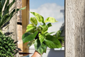 Marble Queen Pothos Live Plant Rooted Cutting - Epipremnum aureum
