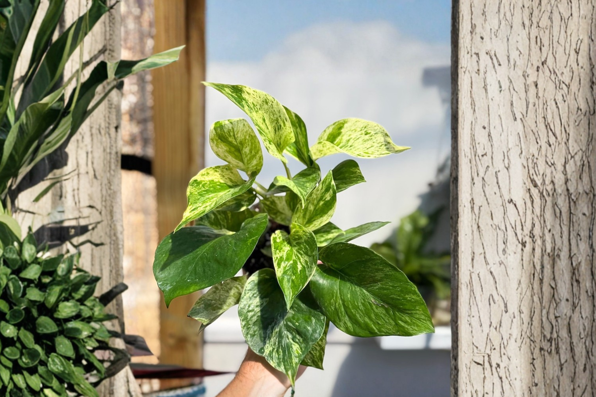Marble Queen Pothos Live Plant Rooted Cutting - Epipremnum aureum