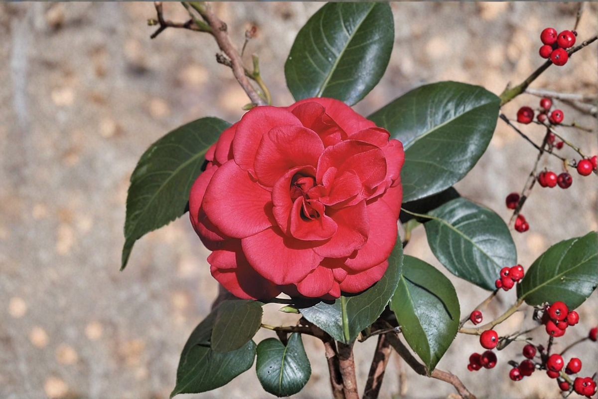 Japanese Camellia Tom Knudsen 3 Gallon Live Plant Camellia japonica Red Flowering Evergreen Shrub