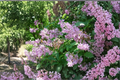 Donald Wyman Lilac Live Plant - Syringa × prestoniae ‘Donald Wyman’ 2-Gallon Pot