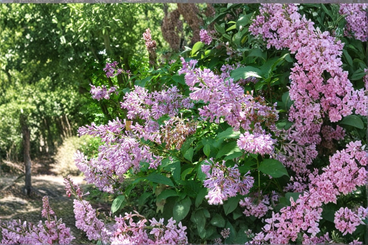 Donald Wyman Lilac Live Plant - Syringa × prestoniae ‘Donald Wyman’ 2-Gallon Pot