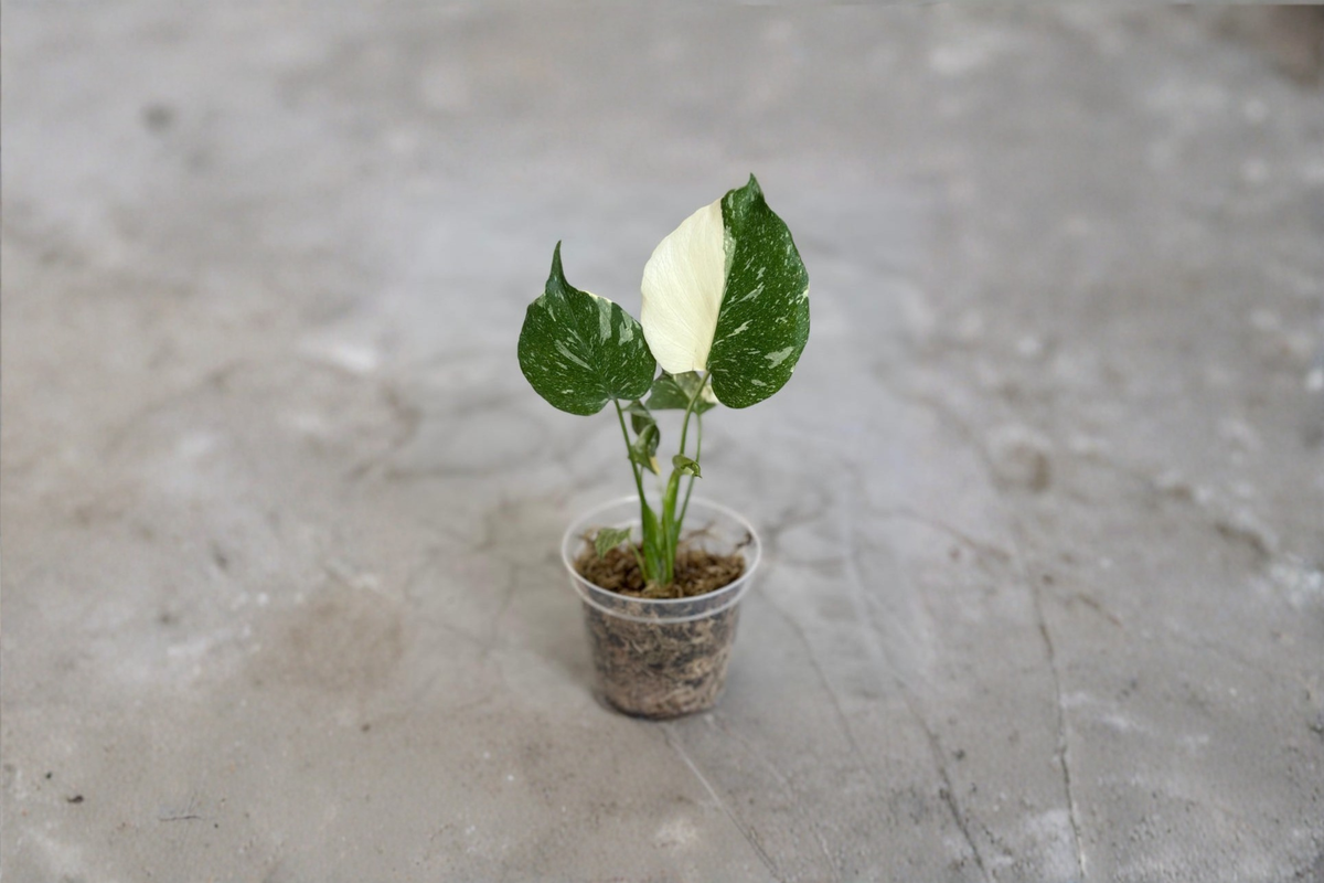 Monstera Thai Constellation Live Plant - 3-4 Inch Rooted Starter