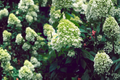 Limelight Panicle Hydrangea Live Plants | 2 Rooted Starters in 1/2 Gal Pots