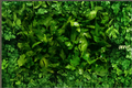 Curly Parsley Live Plant - Rooted Starter Petroselinum crispum