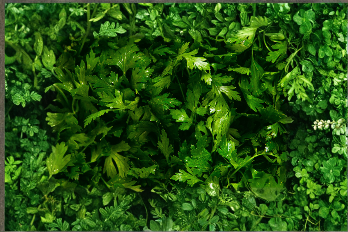 Curly Parsley Live Plant - Rooted Starter Petroselinum crispum