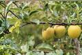 Ein Shemer Apple Tree - Self-Pollinating Yellow Early Season Fruit Tree
