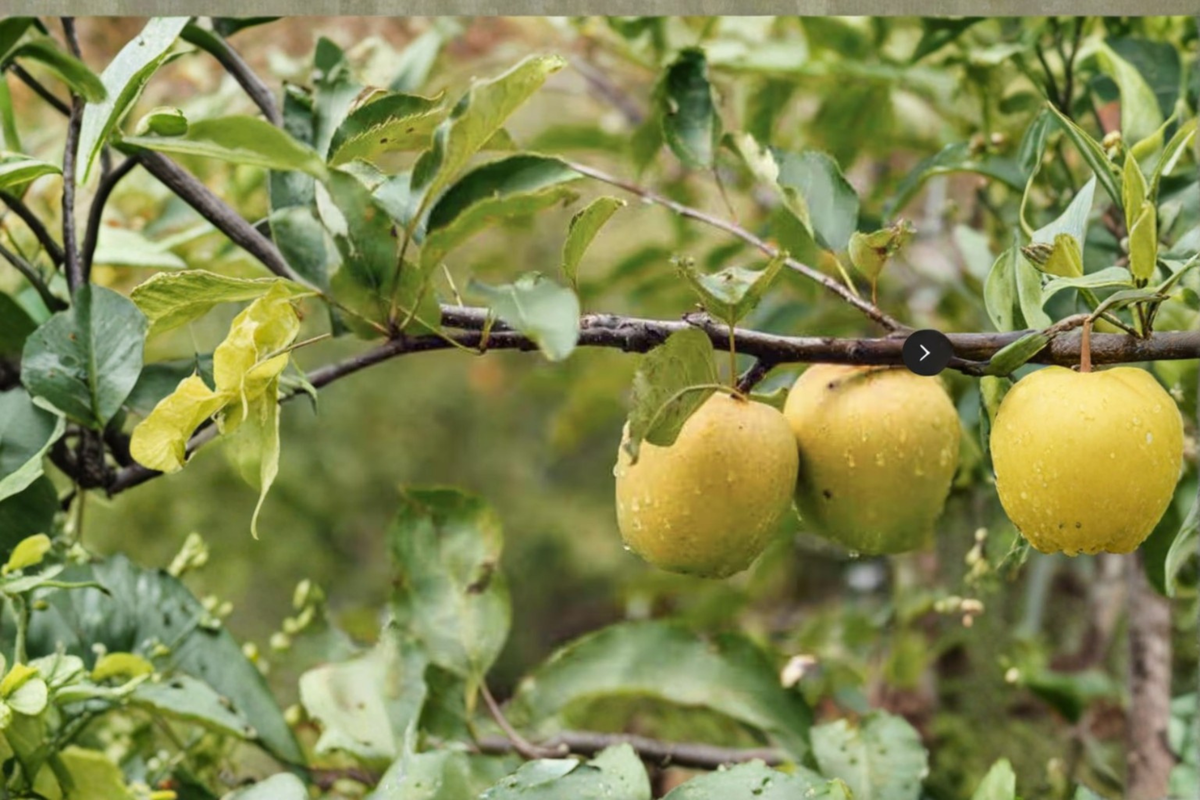 Ein Shemer Apple Tree - Self-Pollinating Yellow Early Season Fruit Tree