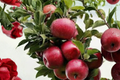 Semi Dwarf Apple Tree Seeds - 4+ Seeds for Orchard, Garden or Container Planting