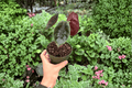 Alocasia Cuprea - 2 Exact Live Plants in 4-Inch Pots