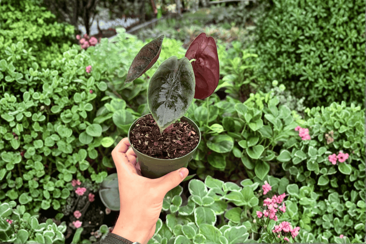 Alocasia Cuprea - 2 Exact Live Plants in 4-Inch Pots