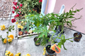 Red Lady Papaya Dwarf Tree Live Plant - ~2 ft, No CA Ship