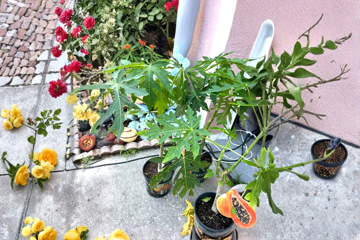 Red Lady Papaya Dwarf Tree Live Plant - ~2 ft, No CA Ship
