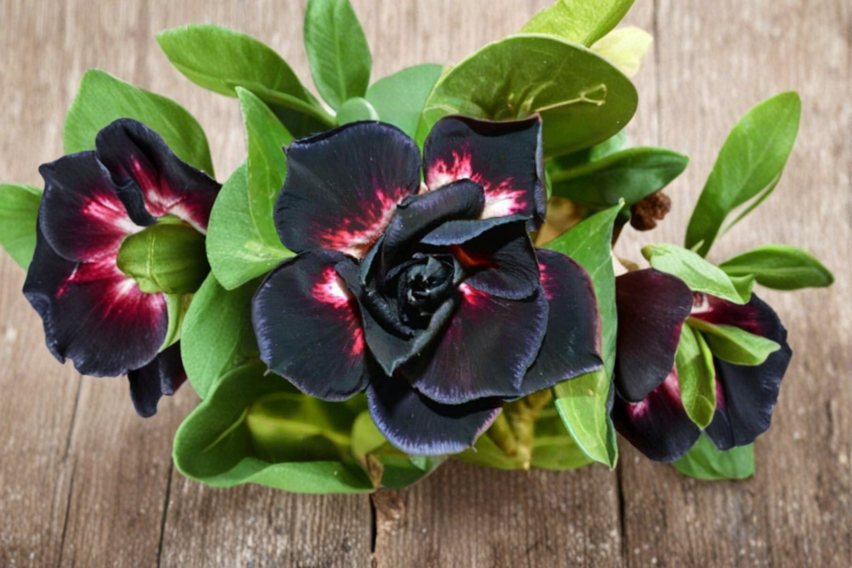 Desert Rose Seeds (Adenium obesum) Mixed Color 5 Seed Pack