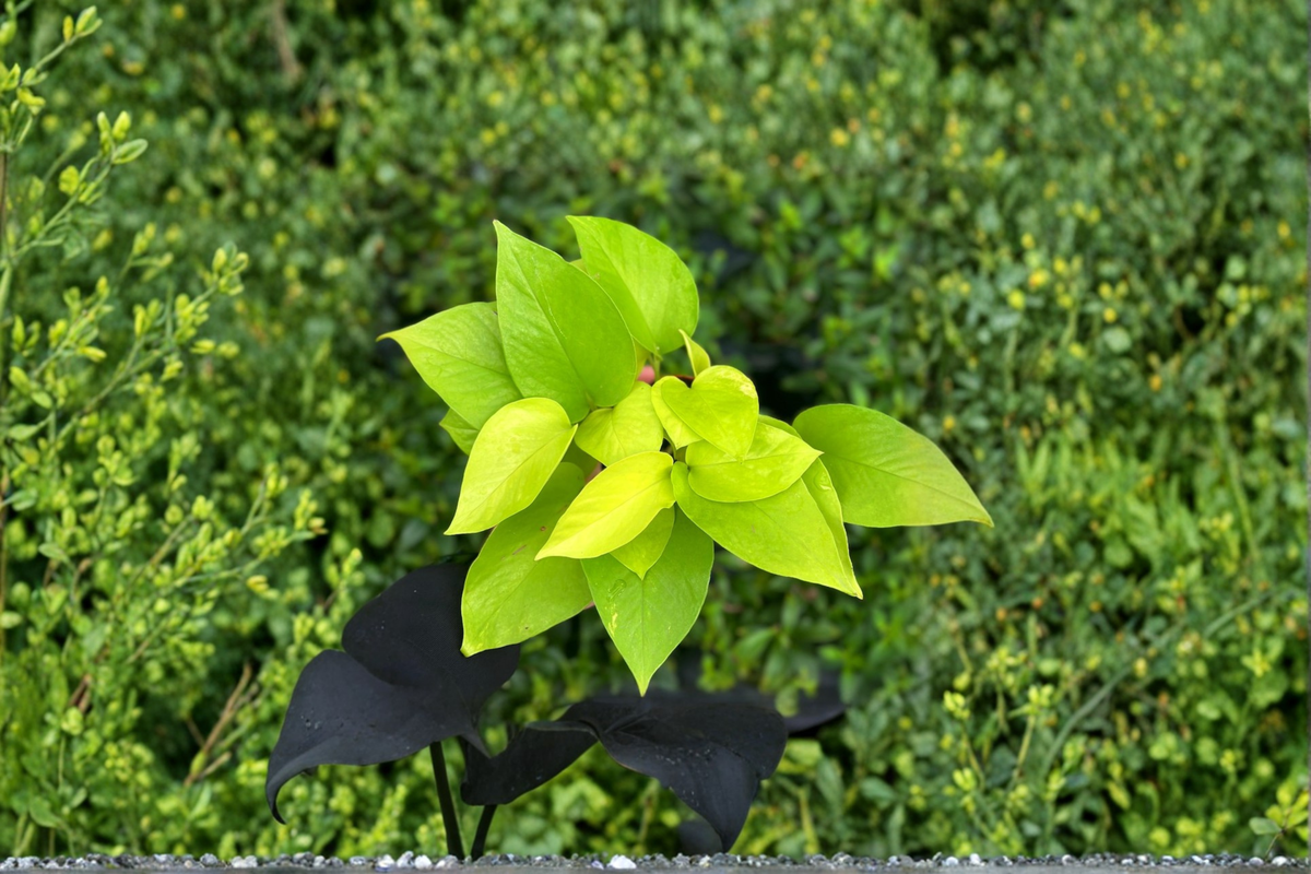 Neon Pothos Live Plant - Rooted 4-Inch Epipremnum aureum Neon