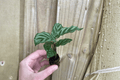 Calathea Freddie Goeppertia concinna ‘Freddie’ Starter Plants – 2 Live