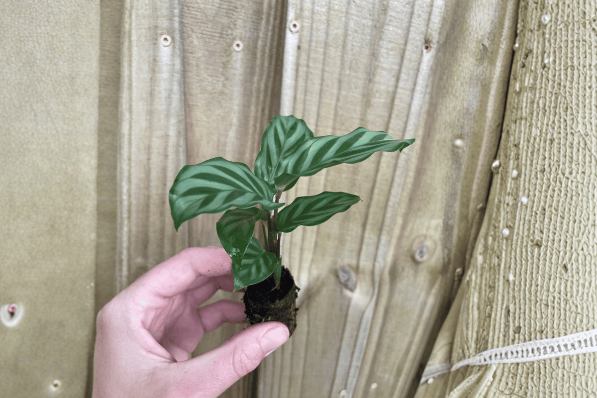 Calathea Freddie Goeppertia concinna ‘Freddie’ Starter Plants – 2 Live