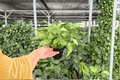 Syngonium Red Yami Live Plants - 2 Plants in 4-Inch Pots - Syngonium podophyllum