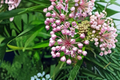 Swamp Milkweed (Asclepias incarnata) 3 Rooted Starter Plants in 1 Qt Pots - Pink Flowers