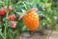 Salmonberry Rubus spectabilis Seeds - 50 Rare Edible Berry Shrub Seeds