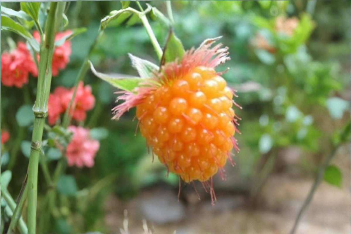 Salmonberry Rubus spectabilis Seeds - 50 Rare Edible Berry Shrub Seeds