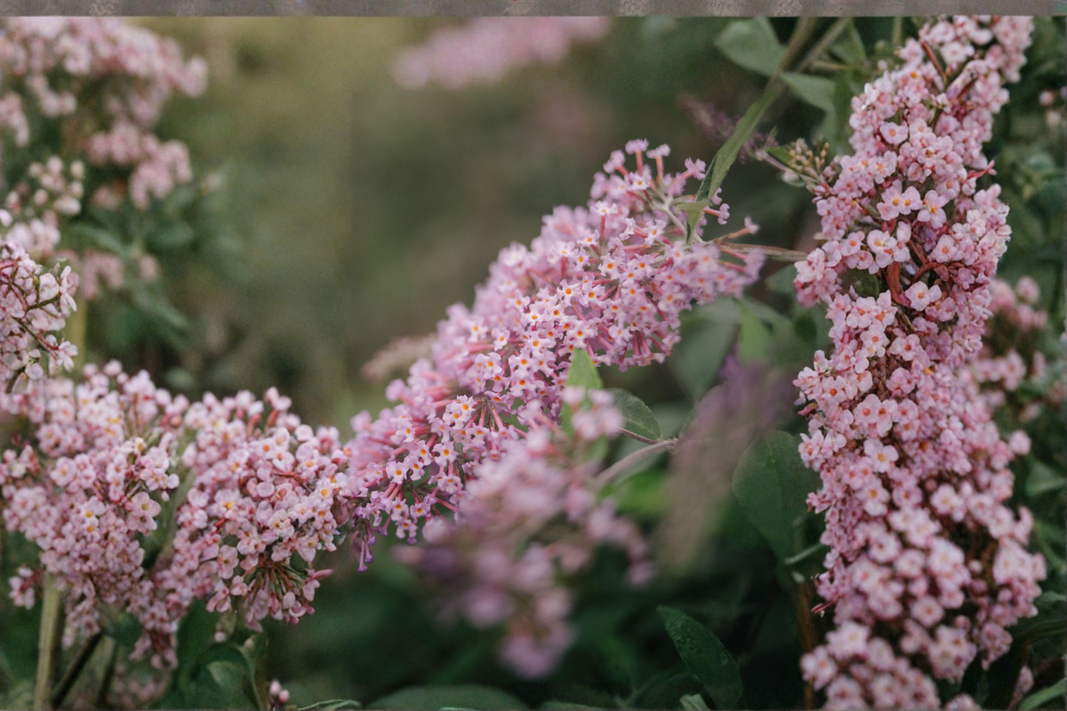 Lilac Cascade Butterfly Bush 3 Rooted Starter Plants in 1 Qt Pots