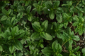 Julep Mint Live Plant - 4–6 Inch Rooted Starter Plant (Mentha spicata)