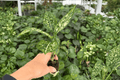 Aglaonema Snowflake Starter Plants (2) in Plugs - Live 2-Inch Nursery Size