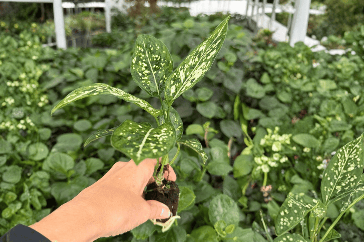 Aglaonema Snowflake Starter Plants (2) in Plugs - Live 2-Inch Nursery Size