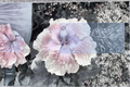 Giant Hibiscus Seeds - 20 Pack Multi-Color Seeds Hibiscus rosa-sinensis