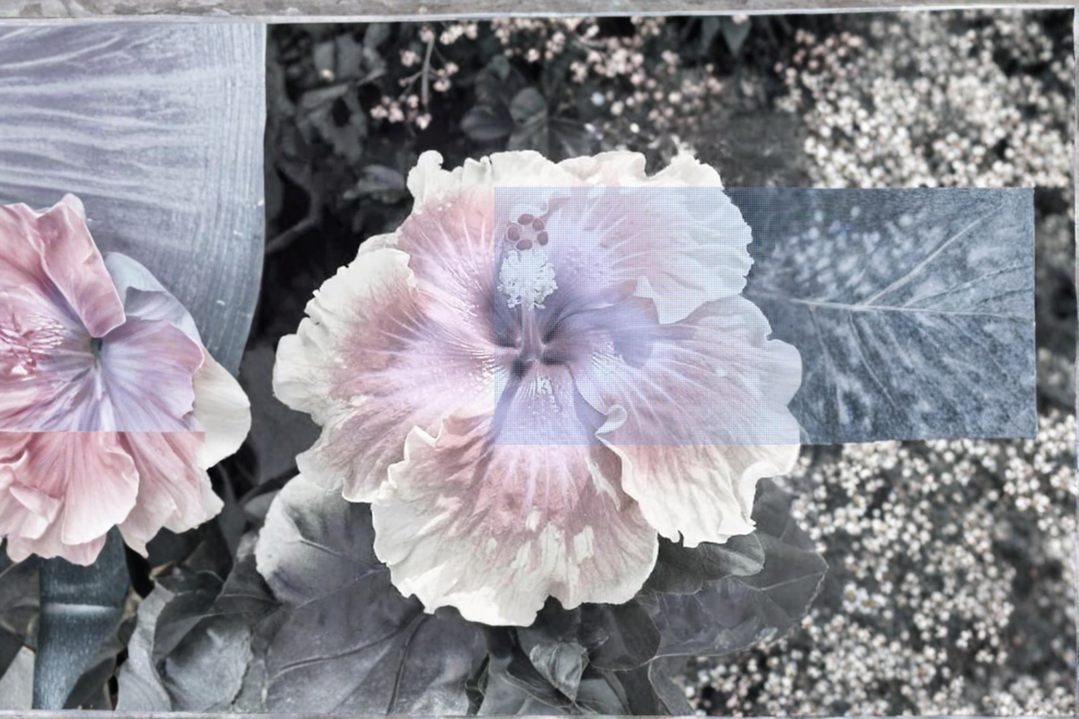 Giant Hibiscus Seeds - 20 Pack Multi-Color Seeds Hibiscus rosa-sinensis