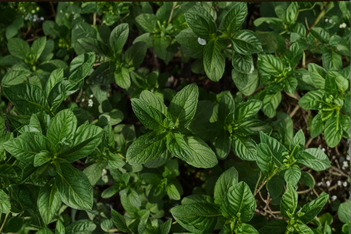Yerba Buena Mint Mentha spicata – 5–9 Inch Rooted Live Plant, Herbal Mint