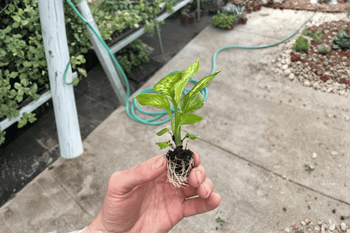Dieffenbachia Vesuvius Starter Plants (2) – Live Indoor Tropical Foliage