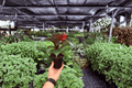 Philodendron Red Heart 2 Live Plants in 4-Inch Pots | Exact Plants