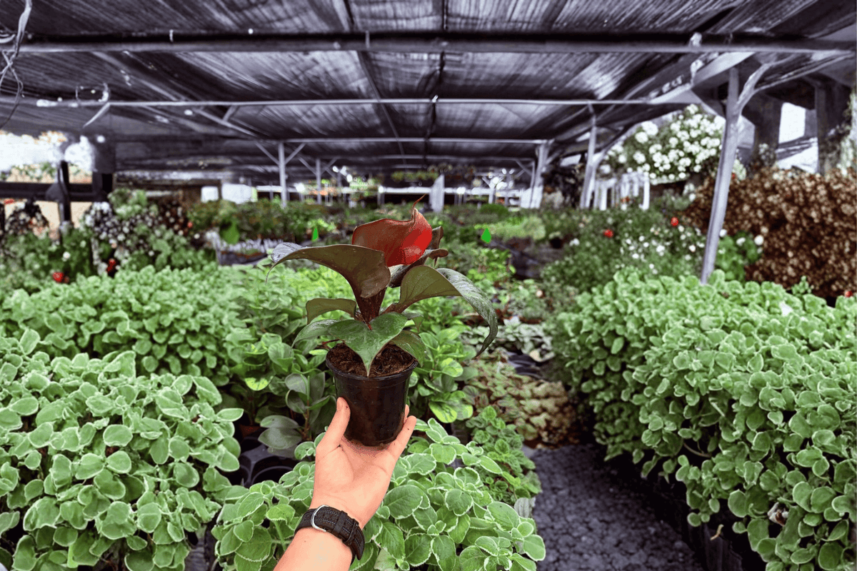 Philodendron Red Heart 2 Live Plants in 4-Inch Pots | Exact Plants