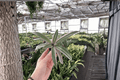 Tricolor Oyster Plant Tradescantia spathacea ‘Tricolor’ – 2 Live Starter Plants (2-Inch Pots)