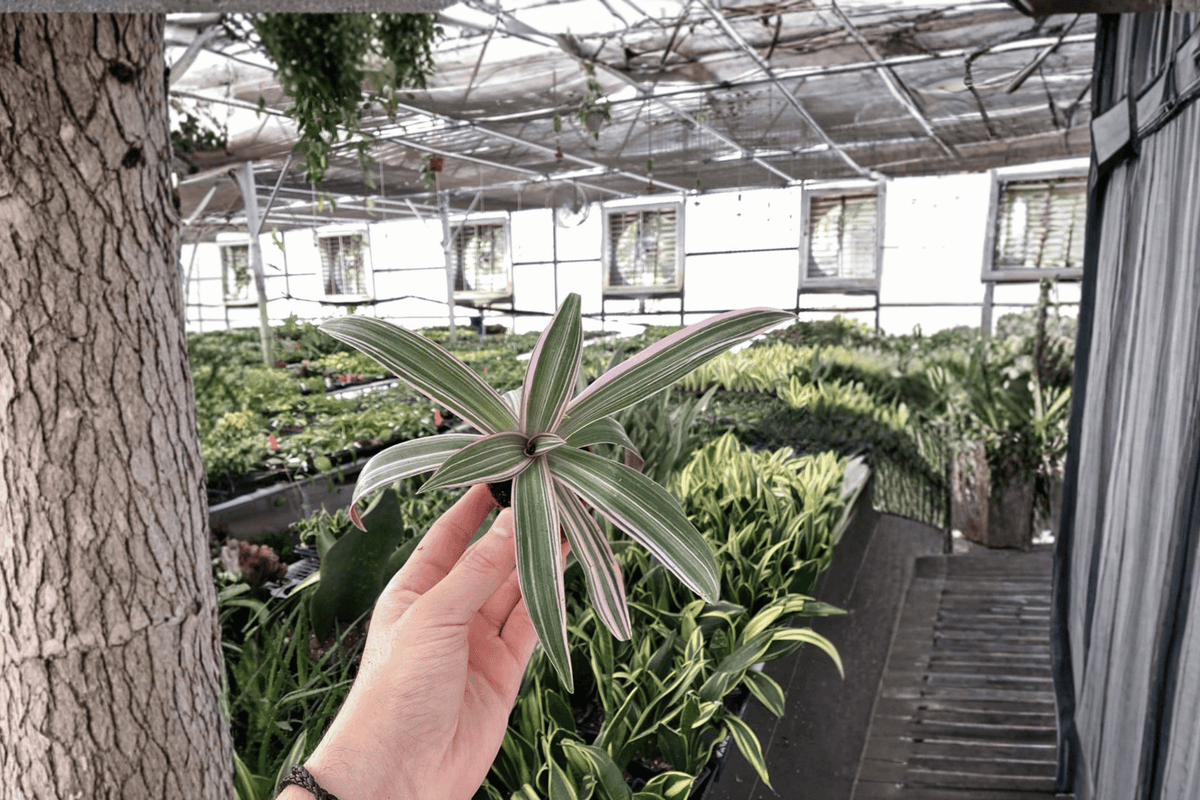 Tricolor Oyster Plant Tradescantia spathacea ‘Tricolor’ – 2 Live Starter Plants (2-Inch Pots)