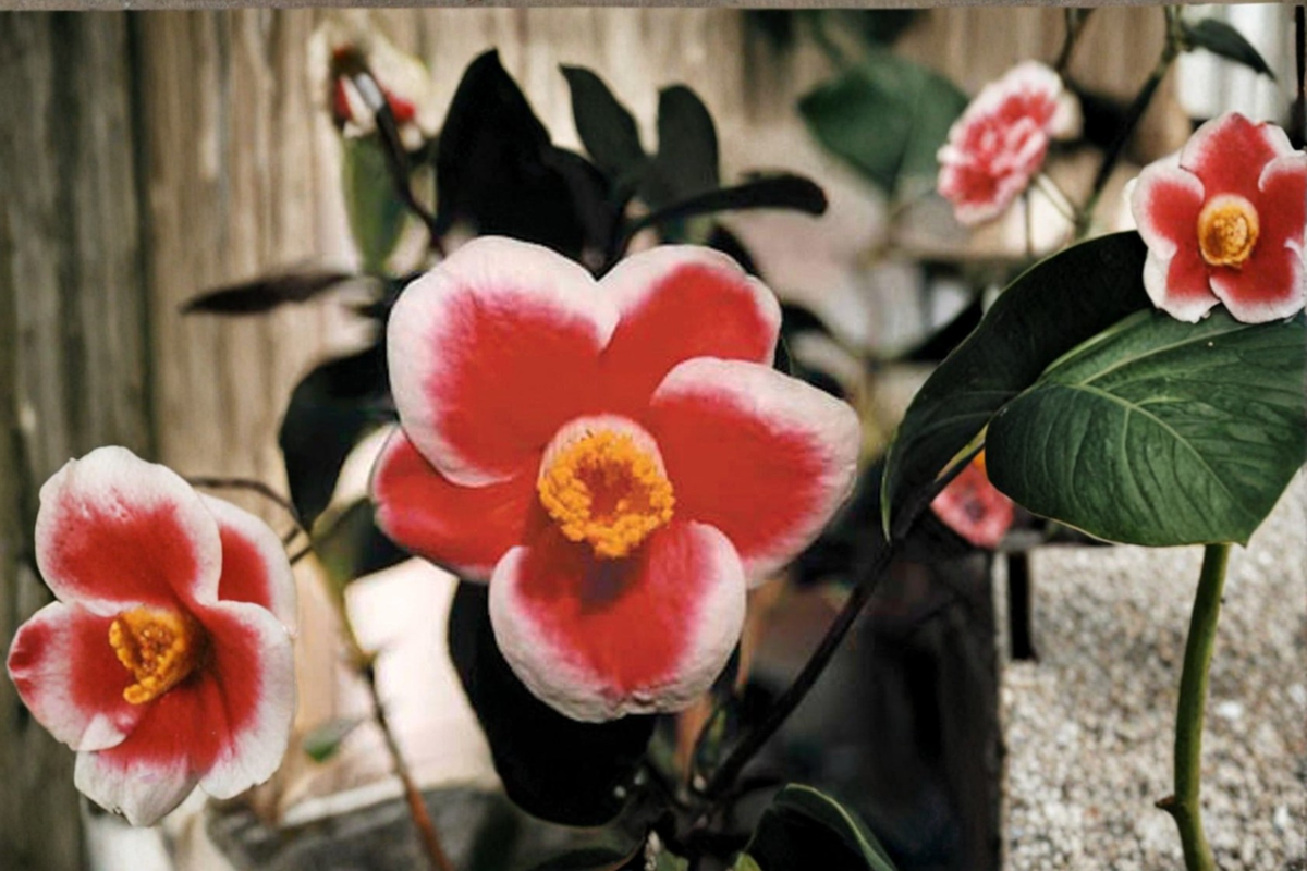 Japanese Camellia Tama No Ura - 1 Gallon Live Plant, Camellia japonica