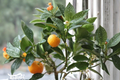 Calamondin Tree - Grafted Semi-Dwarf Self-Pollinating Citrus (Tree Only)