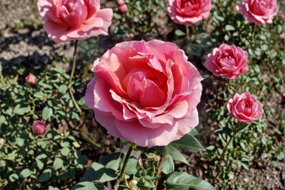 Princesse de Monaco Rose 2 Gallon Live Plant - Pink Grandiflora Shrub