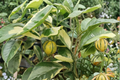 Variegated Minneola Tangelo Tree - Grafted Citrus, 3ft Tall, No CA Ship