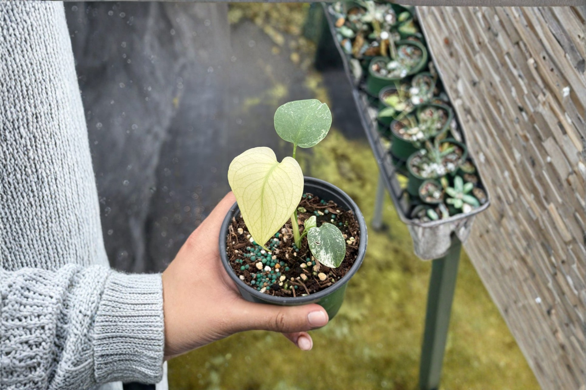 Monstera Mint Variegated - Fully Rooted 4-Inch Plant