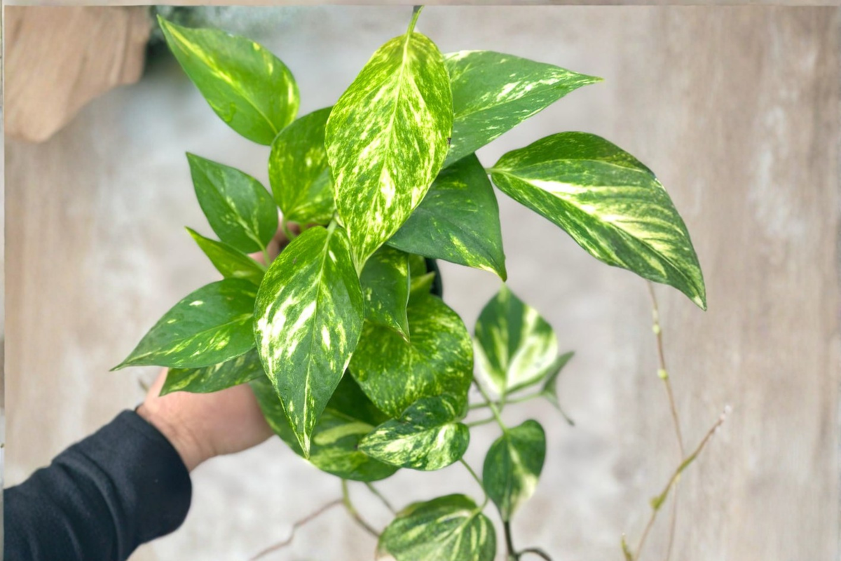 Hawaiian Pothos Live Plant Cutting in 3-Inch Pot – Epipremnum aureum 'Hawaiian'